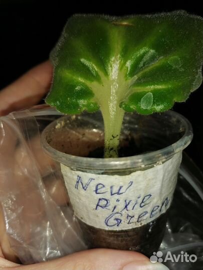 Фиалки детки