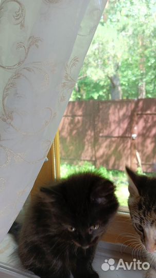 Отдам в добрые руки 3 котят