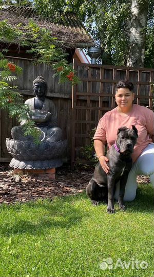 Кинолог Зоопсихолог с выездом Онлайн Дрессировка