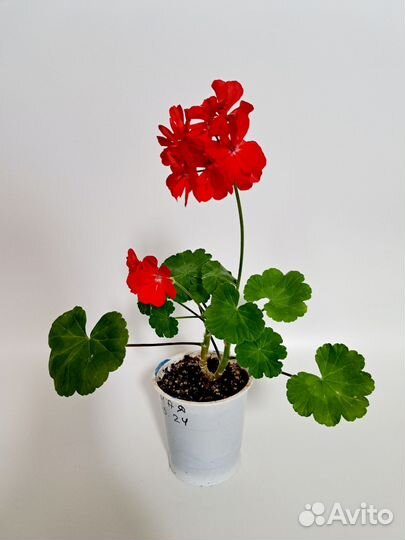 Пеларгония герань красная