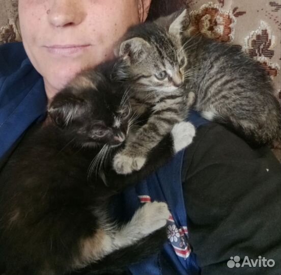 Котята ищут дом