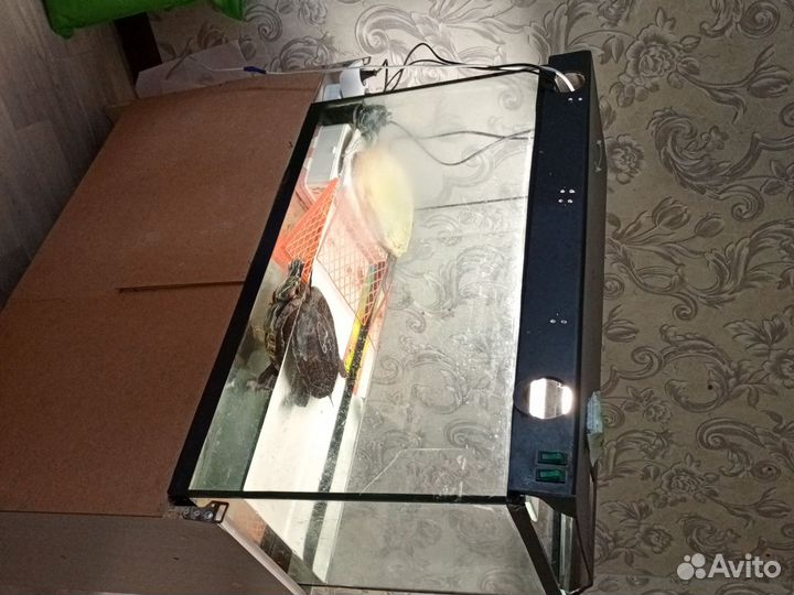 Красноухая черепаха в добрые руки