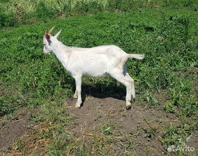 Зааненская коза