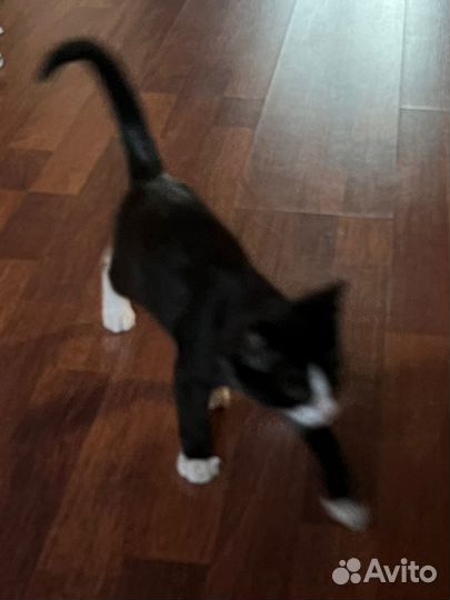 Черненький котенок Феля