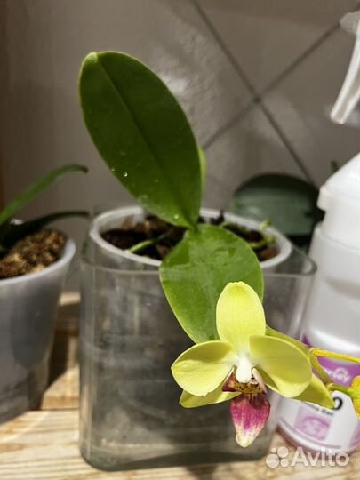 Орхидея фаленопсис