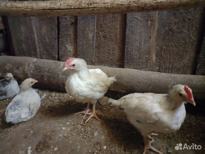 Адлерская серебристая и Леггорн