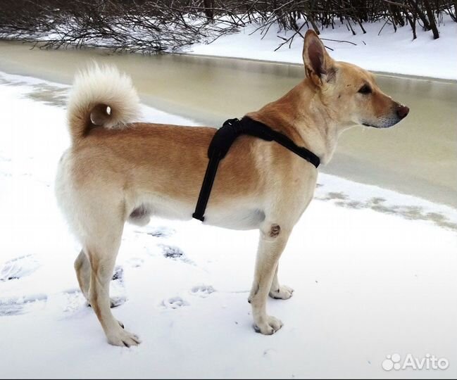 Шлейка для собак