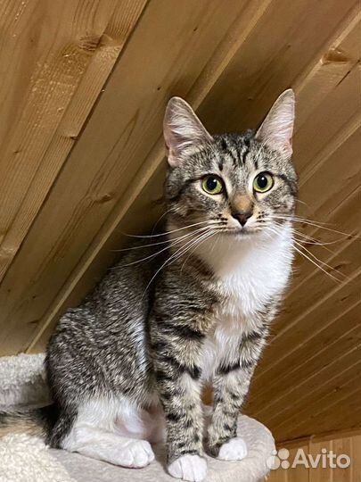 Красивая кошка