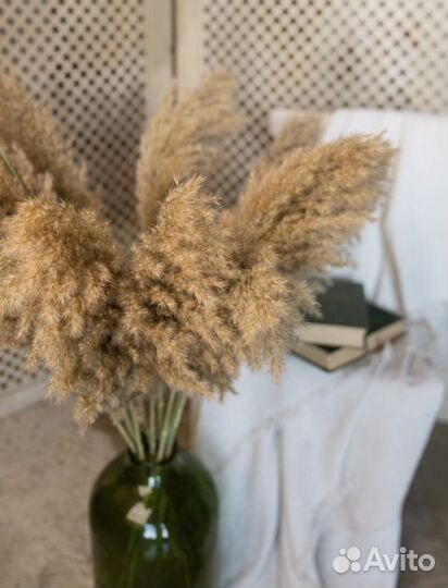 Пампасная трава камыш сухоцветы