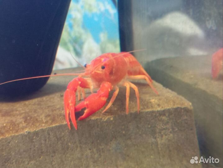 Аквариумные раки