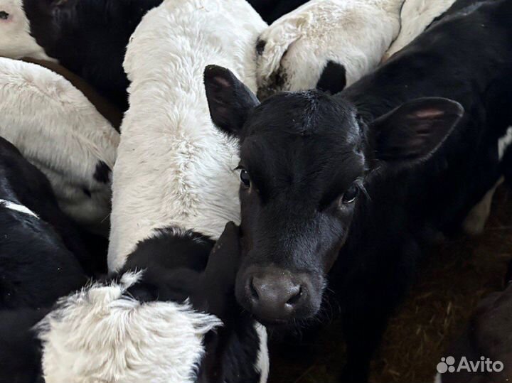 Бычки телята