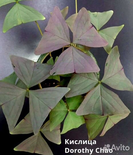 Оксалиcы кислицы сортовые