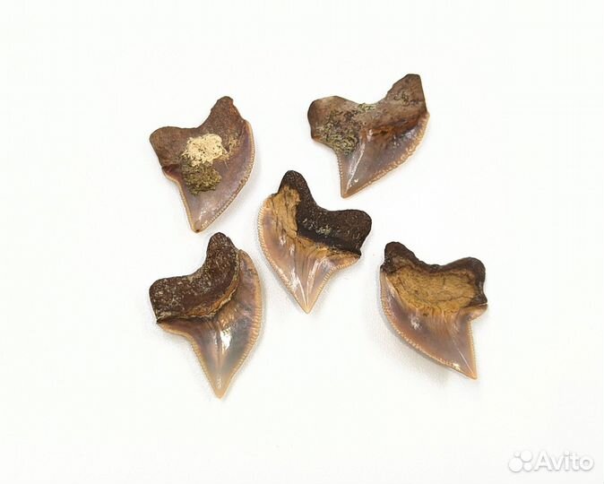 Набор, зубы акулы Squalicorax / Окаменелости