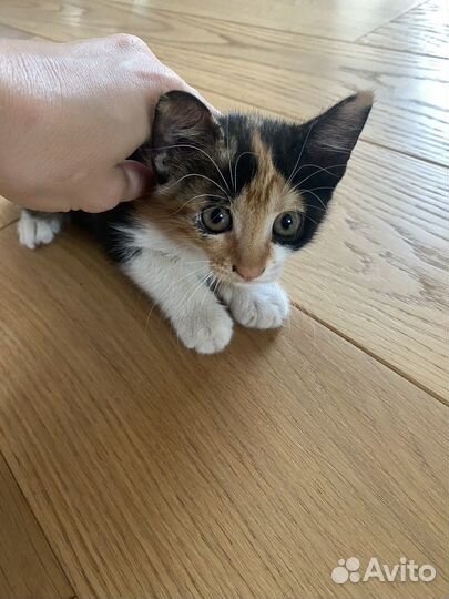 Трехцветная кошка