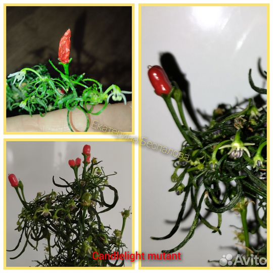 Семена редких сортов перца