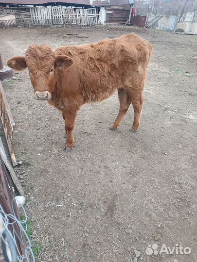 Телята телки