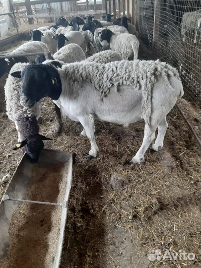 Овцы Дорпер