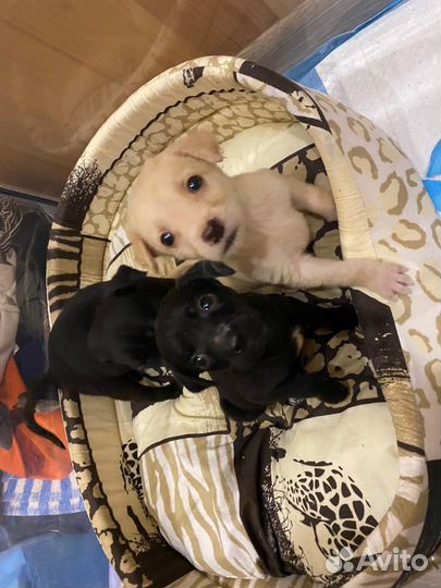 Продаются щенки