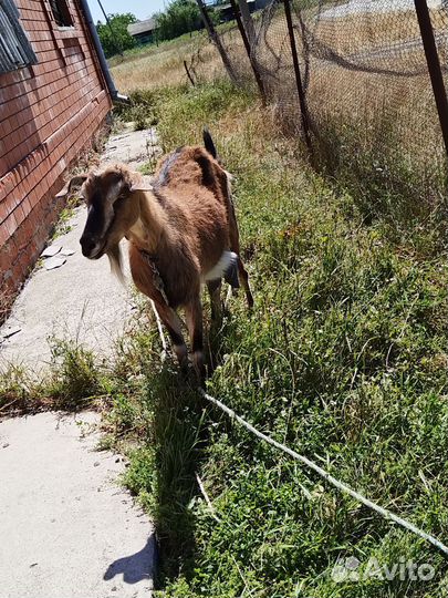 Козы дойные