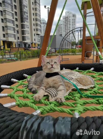 Очаровательный котенок Ксерокс ищет семью