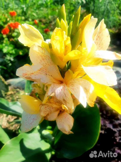 Канны, каллы