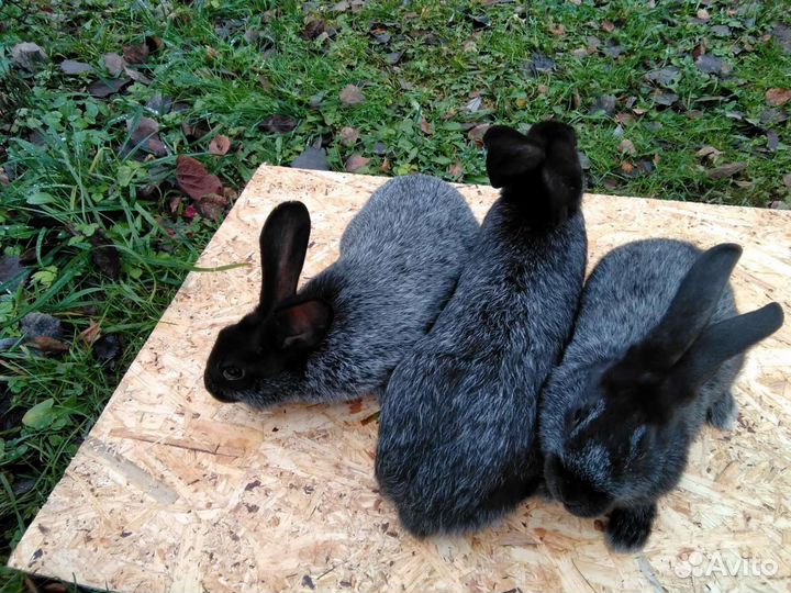 Кролики Полтавское серебро