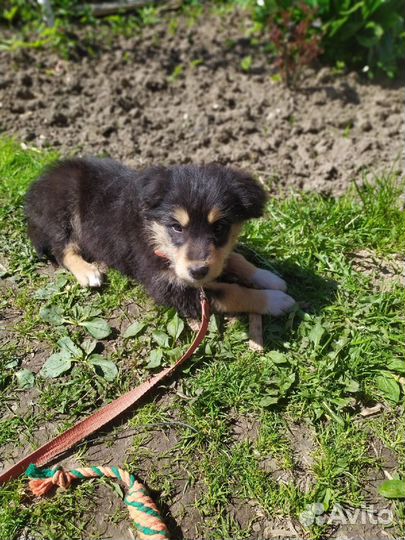 Передержка собак