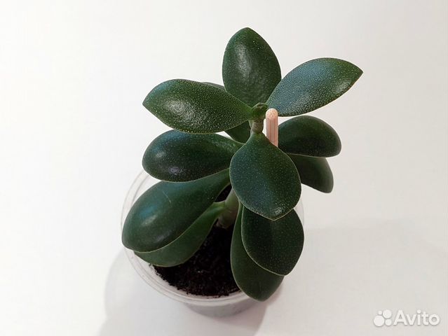 Крассула (денежное дерево) купить в Челябинске | Товары для дома и дачи ...