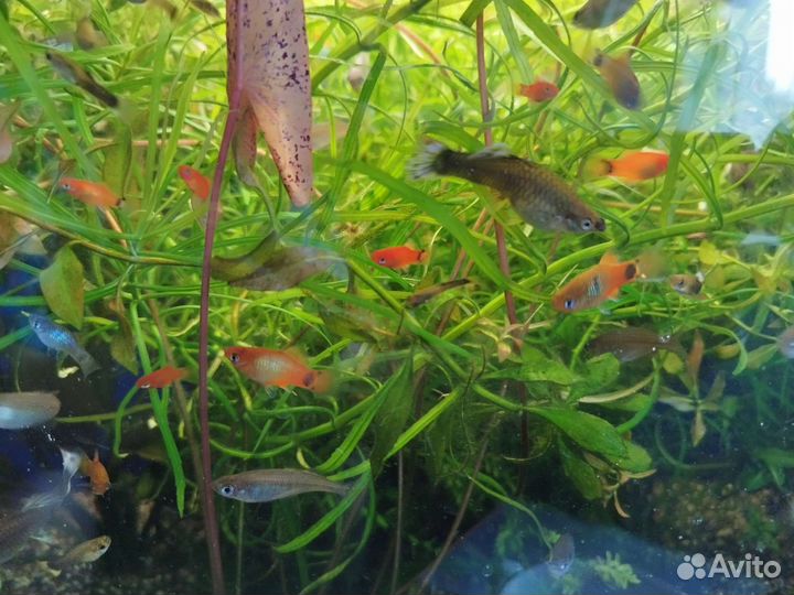 Гуппи и пецилии