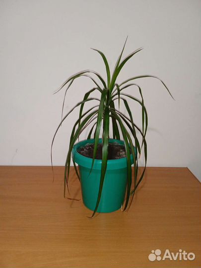 Пальма драцена