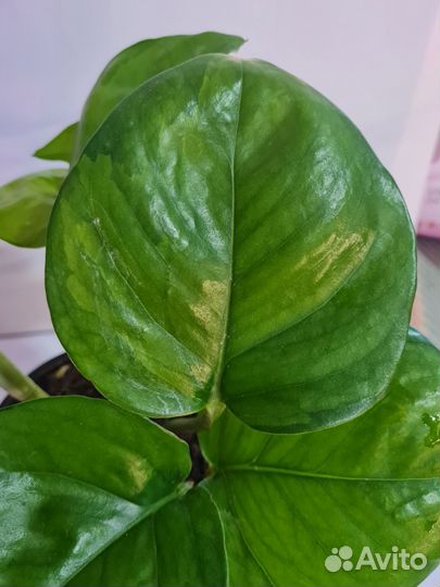 Комнатные растения, эпипремнум Глобал грин