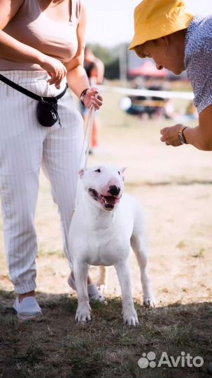Вязка бультерьер стандарт