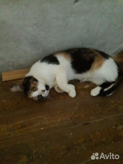 Кошка в дар