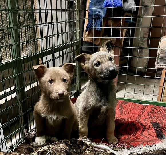 Щенок в добрые руки