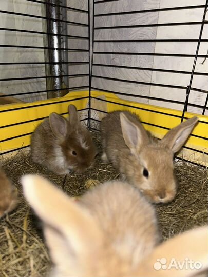 Декоративные кролики