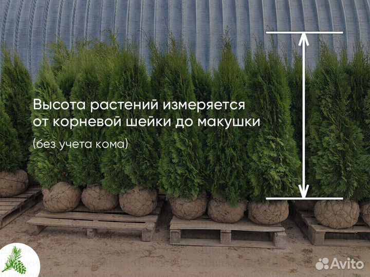 Туя Смарагд 150см - от 15 штук