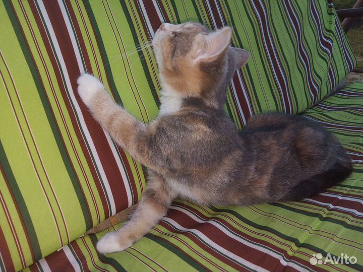 Кошечка