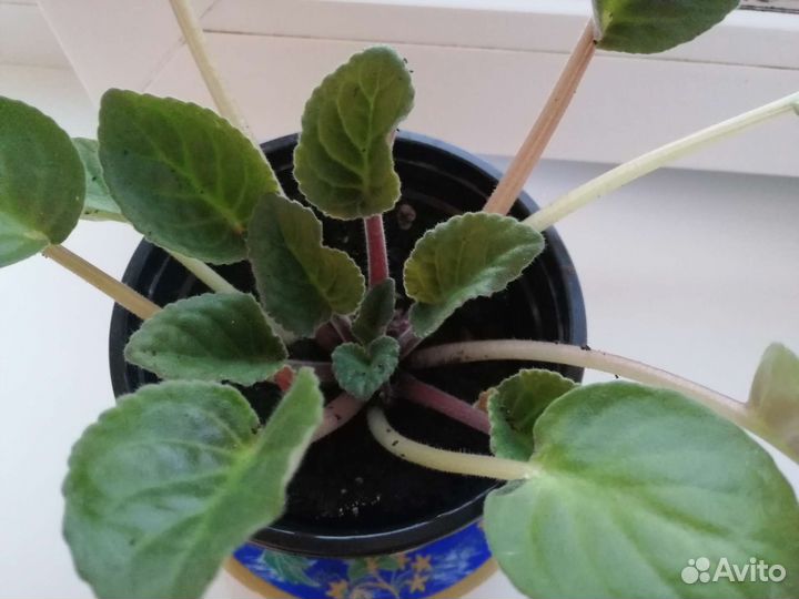 Фиалки розовая и голубая