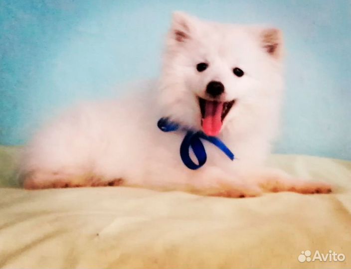 Японский шпиц мальчик