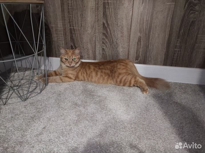 Рыжий кот