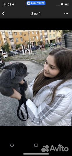 Кролик вислоухий NHD mini-lop