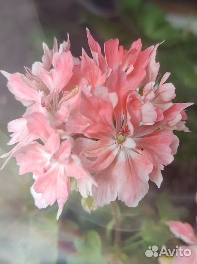 Пеларгонии сортовые