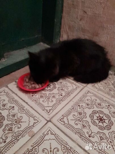 Кошка в дар