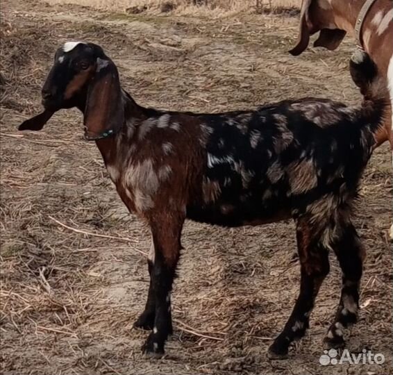 Козочки нубийские
