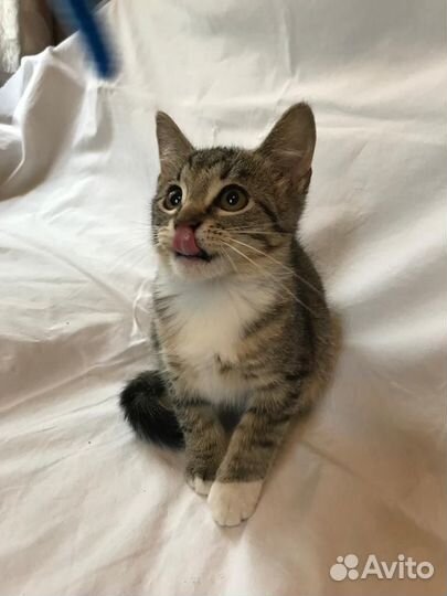 Котята в добрые руки бесплатно