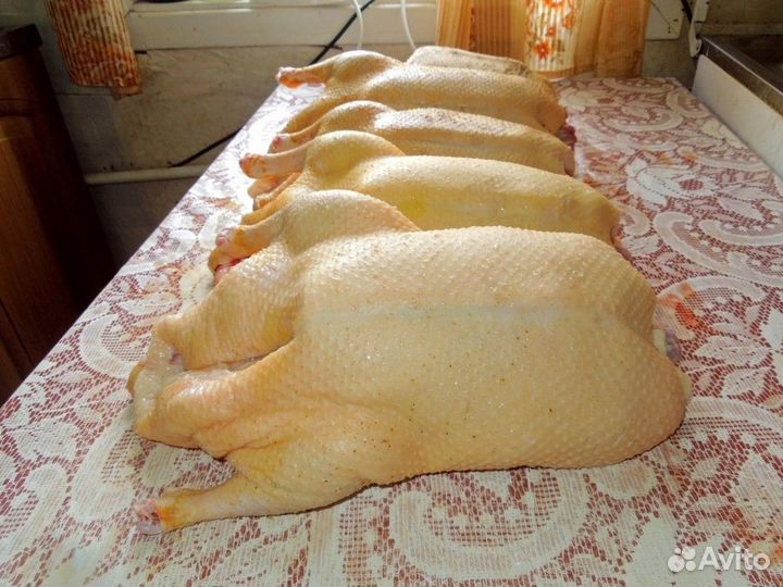 Продам мясо гуся