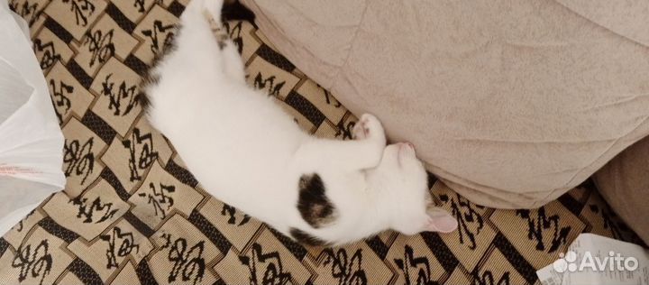 Котик подросток в добрые руки