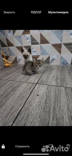 Котята в добрые руки