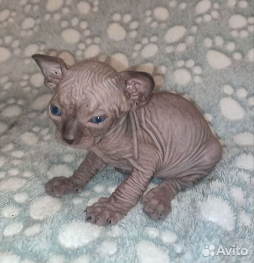 Канадский сфинкс котенок