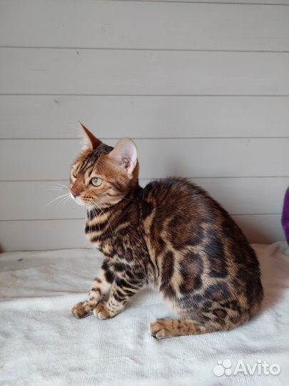 Бенгальская